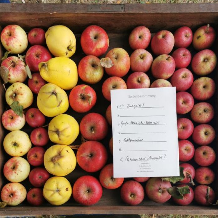 Sortenschau beim Apfelmarkt in Rothen