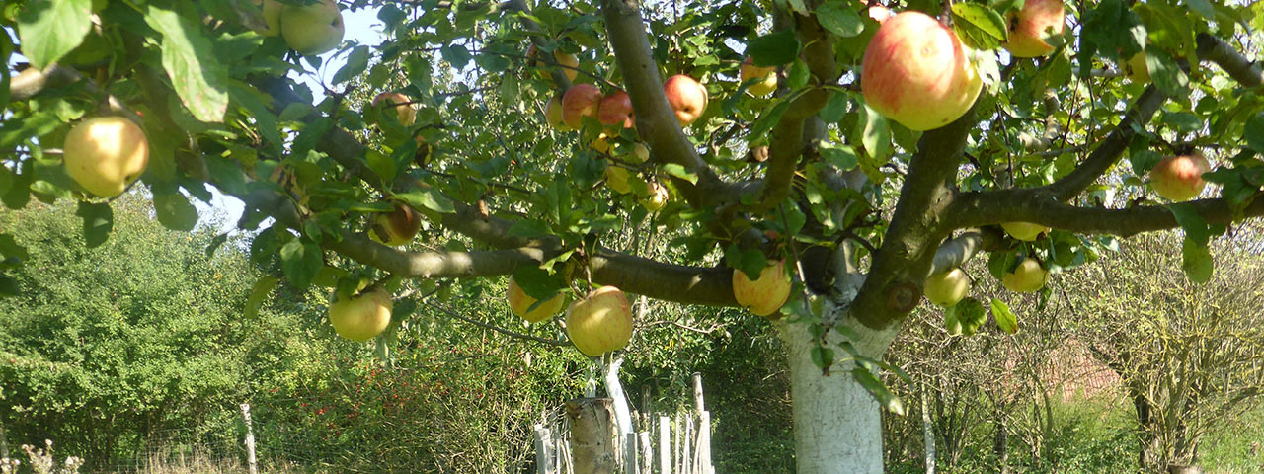 Lebensraum Streuobstwiese